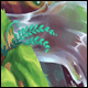 Paradise Falls Trap