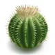 Cactus Charm