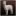 Alpacas