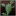 Cactuses