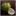 Coconuts