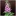 Digitalis