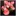 Red Flowers