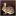 Wild Rabbits