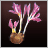 Autumn Crocus