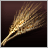 Barley
