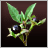 Belladonna