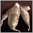 Cassava