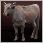 Cattle