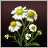 Chamomile