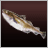 Cod