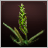 Common Grass