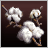 Cotton