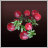 Cranberries
