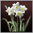 Daffodils