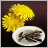 Dandelions