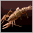 European Crayfish
