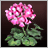 Geranium