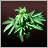 Hemp