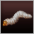 Hornworms