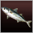Indian Mackerel