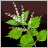 Nettle
