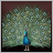 Peafowl