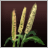 Pearl Millet