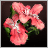 Red Flowers