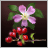 Rosehip