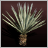 Sisal