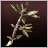 Thyme