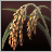 Upland_Rice