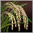 Wetland_Rice