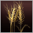 Wheat
