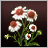 White Flowers