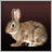 Wild Rabbits