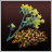 Woad