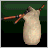 Bagpipes