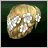 Coronation Flowers
