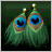 Peacock Feather Earrings