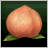 Utopian Peach